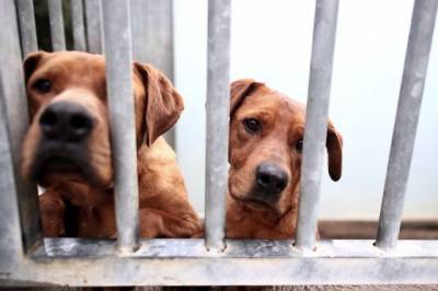 Проект о запрете изымать домашних животных за долги принят в первом чтении