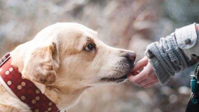 Сочинские полицейские проверяют сообщения о “съеденной” собаке