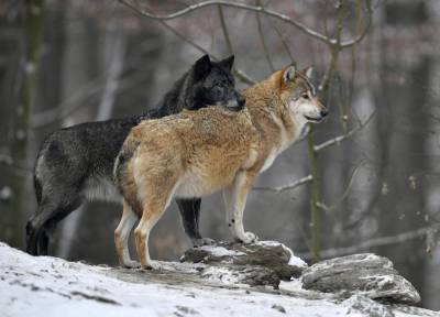 Голодные волки нападают на собак в Архангельске