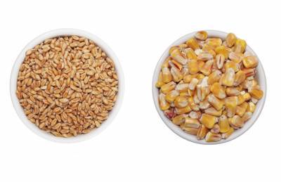 USDA улучшило прогнозы по кукурузе и пшенице