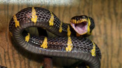 Экстренные службы поймали 80-сантиметровую змею в калининградской квартире