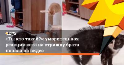 «Ты кто такой?»: уморительная реакция кота на стрижку брата попала на видео