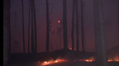 В Воронежской области вновь предсказали сильные лесные пожары