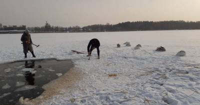 В Прибрежном спасли покрывшегося льдом лебедя (видео)