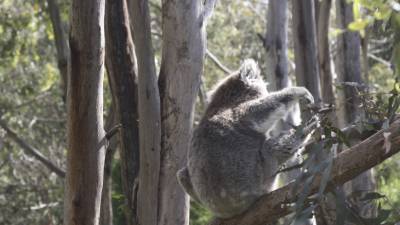 Он сказал, поехали: коала в Австралии устроил ДТП на трассе