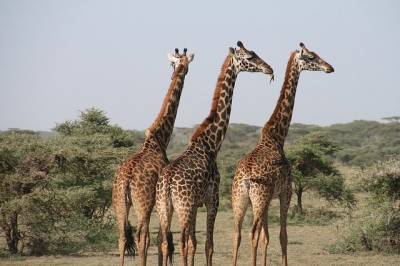 Жирафы-самки, которые общаются с друзьями, живут дольше - ecosever.ru