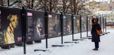 В Москве открылась фотовыставка о животных, которые ищут свой дом