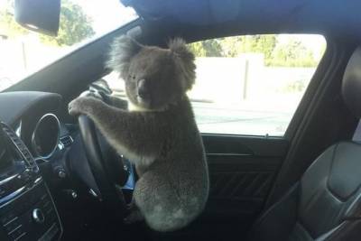 В Аделаиде коала спровоцировала ДТП с участием шести автомобилей