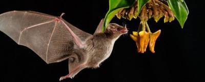 У летучих мышей в Таиланде обнаружены новые виды ковида