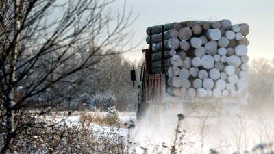 В России могут создать госкомпанию для экспорта необработанной древесины за рубеж