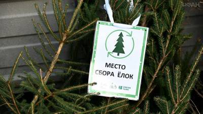 Более 800 новогодних елок в Пензе было скормлено животным