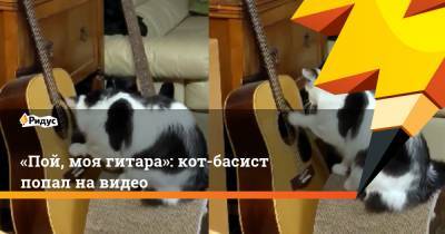 «Пой, моя гитара»: кот-басист попал на видео