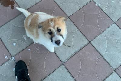 Благодаря объявлению в интернете, в Курманаевке нашли собаку