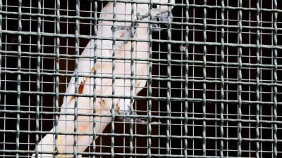 Защитники природы заявили об угрозе вымирания попугаев Жако
