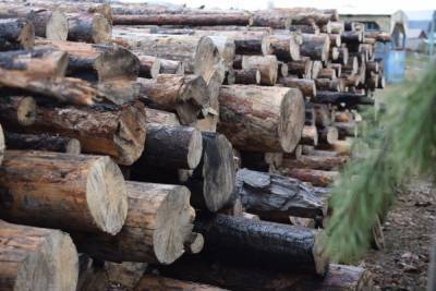 В Бурятии нашли 10 нелегальных лесопилок за неделю