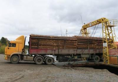 Госкомпания с исключительным правом на экспорт леса может появиться в России