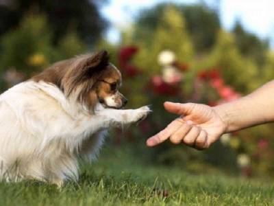 Немедленно прекратите это делать: 10 вещей, которые собаки откровенно терпеть не могут