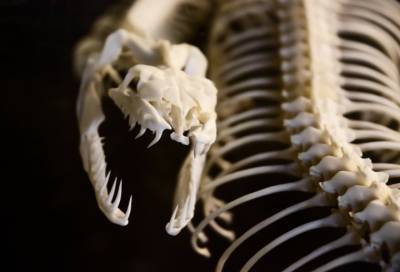 В Петербурге из лаборатории НИИ похитили ценные черепа животных за 3,5 миллиона