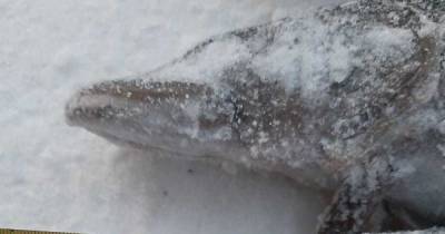 В Калининградском заливе поймали рыбака с незаконно выловленной щукой