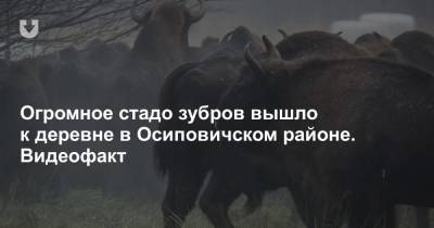 Огромное стадо зубров вышло к деревне в Осиповичском районе. Видеофакт