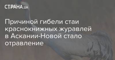 Причиной гибели стаи краснокнижных журавлей в Аскании-Новой стало отравление