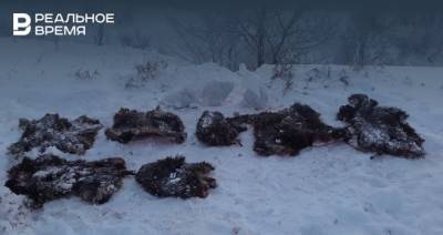 В Татарстане задержали двух браконьеров за охоту на кабанов