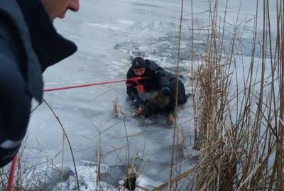 В Днепре спасатели полезли в ледяную воду, чтобы достать оттуда пса