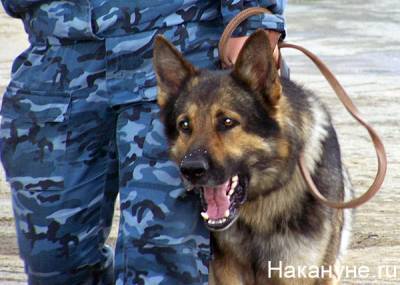 В Челябинской области кинолог через суд вернул собаку, с которой работал в колонии