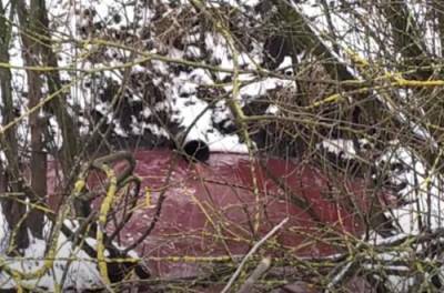 Кровавое месиво и вонь невыносимая: реку на Прикарпатье засорили отходами скотобойни
