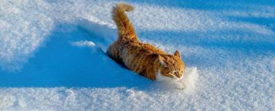 Львов обильно засыпало снегом: машины замело доверху – фото и видео