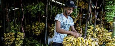 В АКОРТ опровергли сведения о проблемах с поставками бананов в Россию