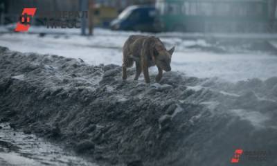 За бездомными собаками Красноярска будут следить инспекторы