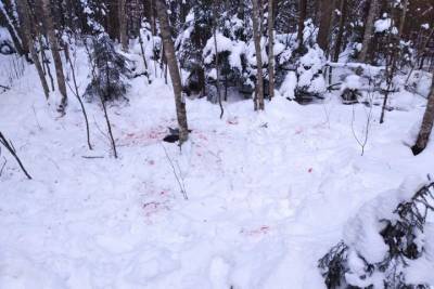 В лесу в Тверской области нашли части тела