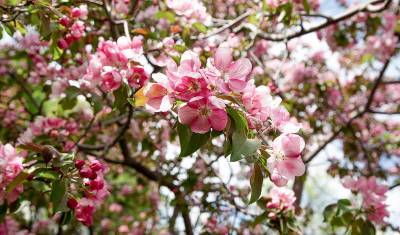 Аномально теплая погода в Сочи привела к раннему цветению яблонь и груш