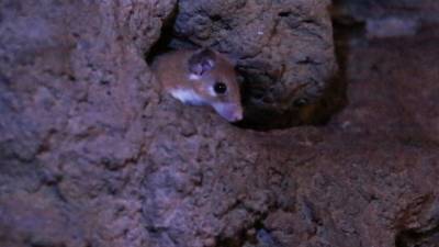 На Филиппинах заметили мышь, пережившую «апокалипсис»