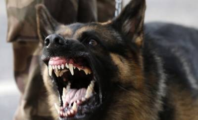 "Если собак поймали, то их надо уничтожить". Глава Тюменского района прокомментировала желание местных жителей расправляться с животными