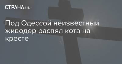 Под Одессой неизвестный живодер распял кота на кресте
