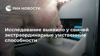 Исследование выявило у свиней экстраординарные умственные способности - ria.ru - Москва - США - county Frontier