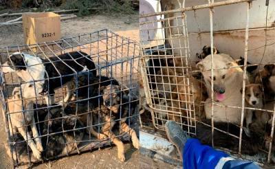 В МЧС опровергли информацию о предполагаемом массовом отстреле собак и кошек, пойманных в Ташкентской области