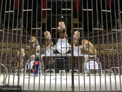 Запашный рассказал к чему приведет запрет на использование животных в цирке