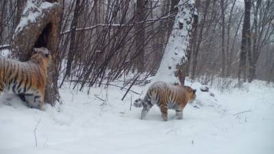 Потомство президентских тигров впервые за долгое время сняли на видео.