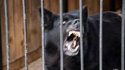 В Крыму агрессивных собак поселят на свиноферме