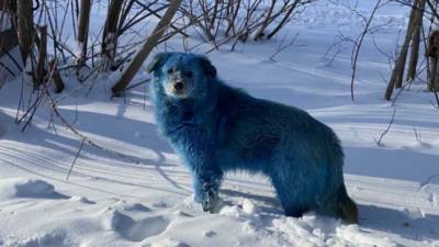 В промзоне Дзержинска замечены синие собаки