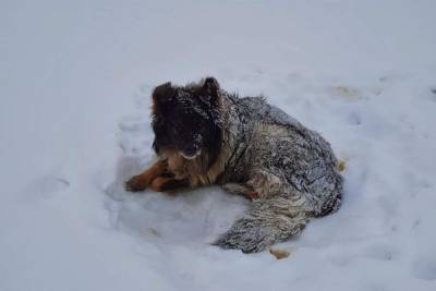 На льду реки в Тверской области замерзает хромая собака