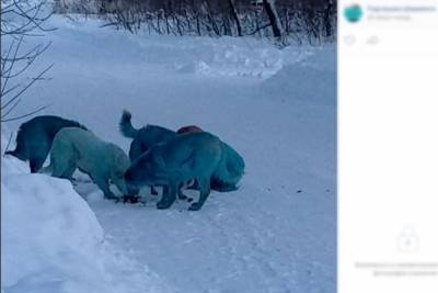 В Дзержинске собаки окрасились в голубой цвет