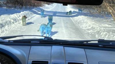 Стая голубых собак вышла к людям в Дзержинске