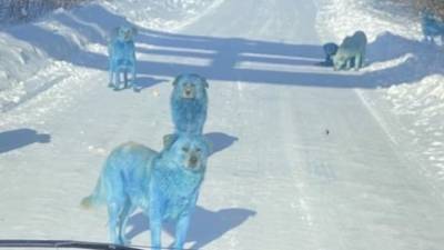 Появившиеся на улицах голубые собаки удивили жителей Дзержинска