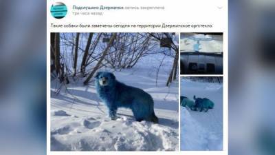 Стая голубых собак испугала жителей Дзержинска