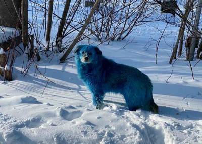 Конкурсный управляющий АО "Дзержинское оргстекло" объяснил, почему появились синие собаки