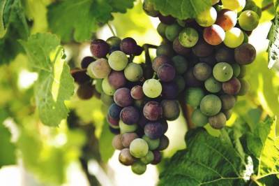 Что можно сажать рядом с виноградом